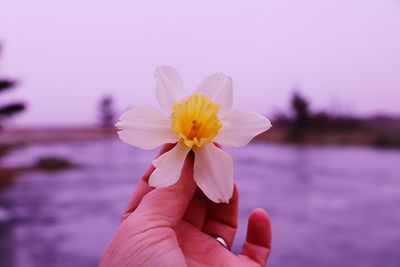 Cropped image of hand holding flower