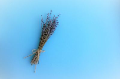 Close-up of plant against clear blue sky