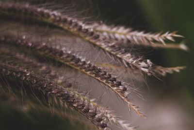 Macro shot of plant