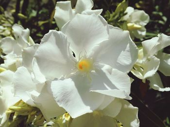Close-up of white flowers blooming outdoors
