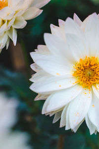 Close-up of white flowering plant