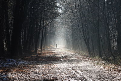 Footpath amidst trees in forest