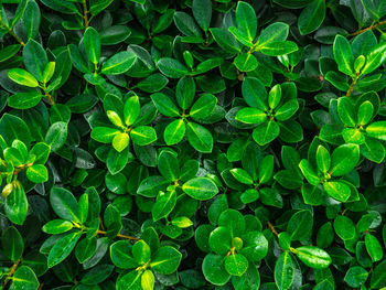 Full frame shot of plants growing on field