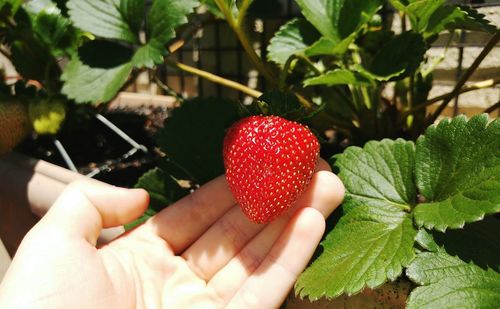 Close-up of hand holding strawberries