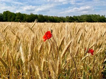 Red poppy in field