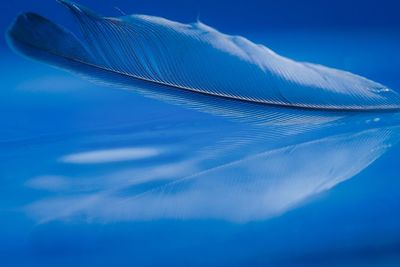 Close-up of feather