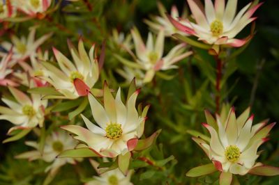 Close-up of pink flowers