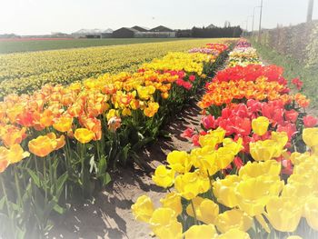 Yellow flowers growing in field