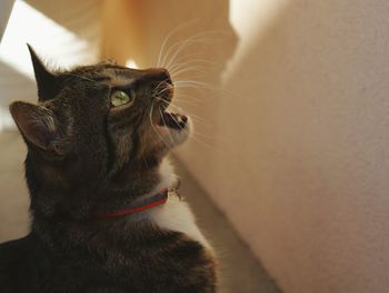 Close-up of a cat looking away at home