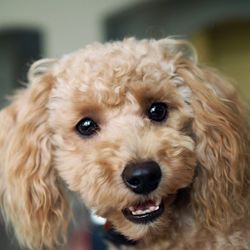 Close-up portrait of brown poodle