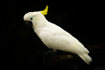 Close-up of parrot perching on black background