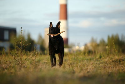 Dog running on field