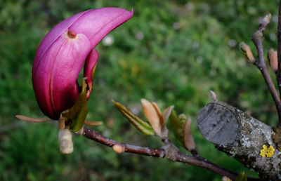 Close-up of pink flowering plant