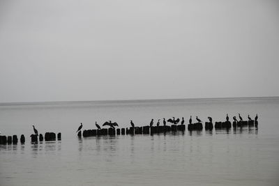 Birds flying over sea against clear sky