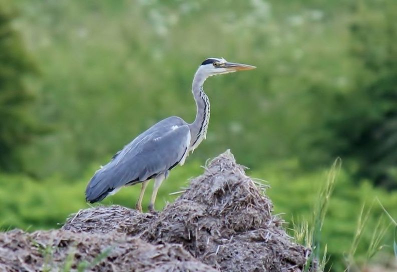 bird, animals in the wild, animal themes, one animal, wildlife, focus on foreground, nature, close-up, day, full length, beauty in nature, rock - object, outdoors, selective focus, perching, beak, side view, field, plant, no people