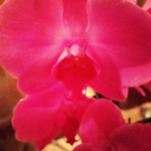 Close-up of pink flower blooming