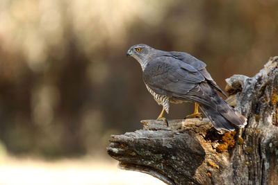 Close-up of bird perching on rock