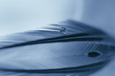 Close-up of water drop against blue background