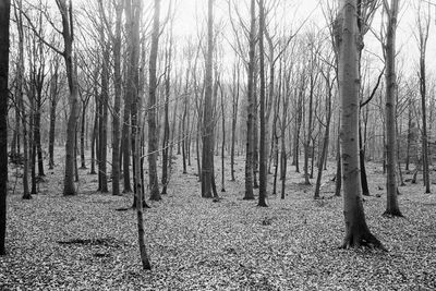 Bare trees on field in forest