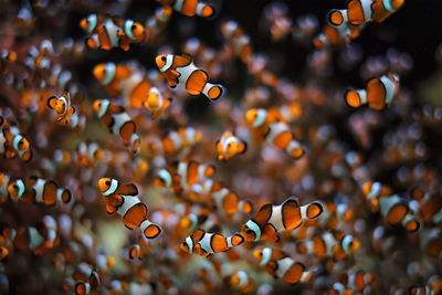 Close-up of fish swimming in sea