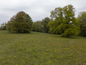 Trees on field against sky