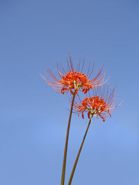 Low angle view of flowering plant against blue sky