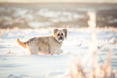 Portrait of dog on beach