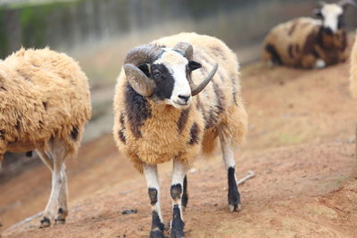 View of sheep on field