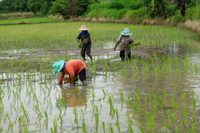 Farmmers in rural thailand during the plowing season and planting rice after the rain.