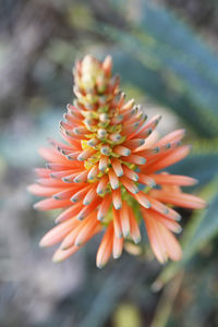 Close-up of orange flower