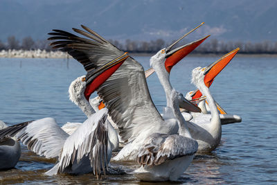 Birds flying over lake