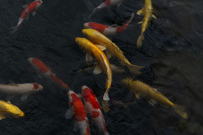 High angle view of koi carps swimming in lake