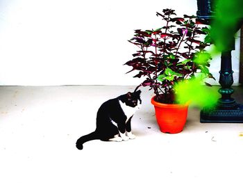 Close-up of potted plant on table at home