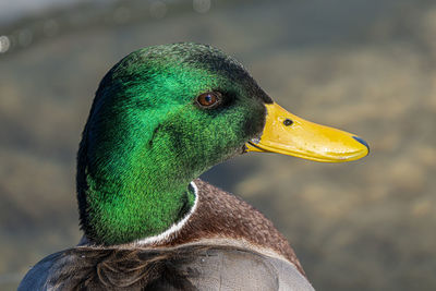 Mallard duck gets a head shot on a sunny day in winter