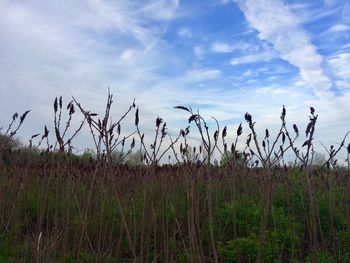 Scenic view of grass on field against sky