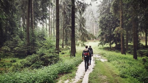 Rear view of men walking on footpath in forest