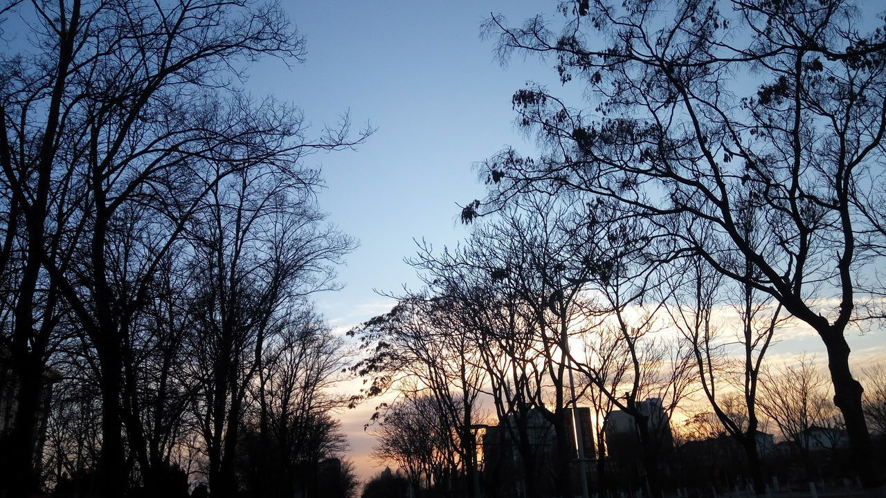 LOW ANGLE VIEW OF TREES AGAINST SKY