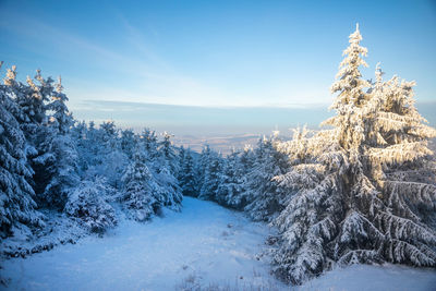 Snow covered plants on landscape against sky