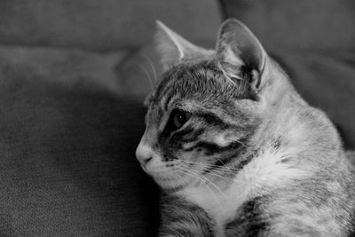 Close-up of cat relaxing