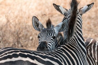 Zebras on field