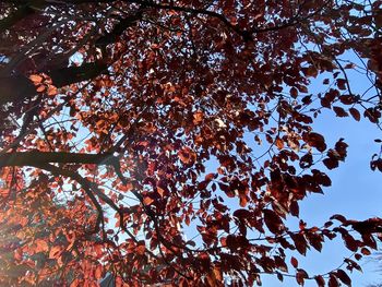 Low angle view of flowering tree against clear sky