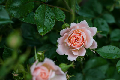 Close-up of wet peach roses during rainy season