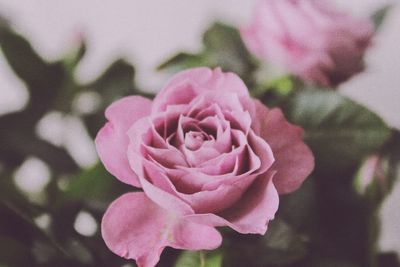 Close-up of pink rose blooming outdoors