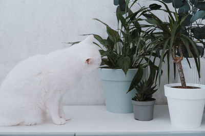 Close-up of cat