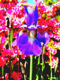 Close-up of purple flowers