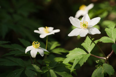 Close-up of white flowering plant