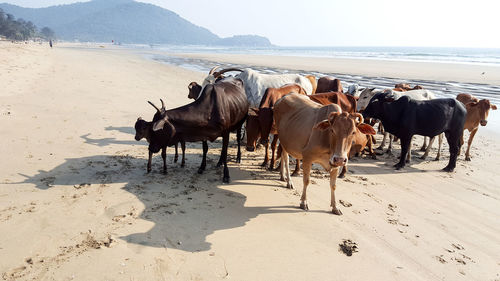 Horses on beach against sky