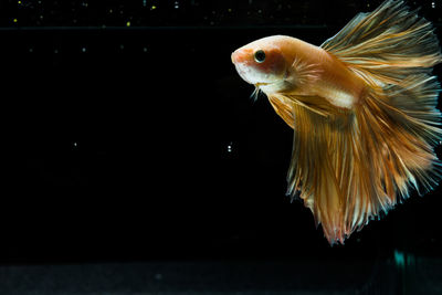 Close-up of fish swimming in aquarium