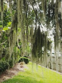 Trees growing in park