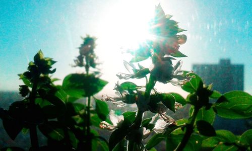 Close-up of plant in sunlight